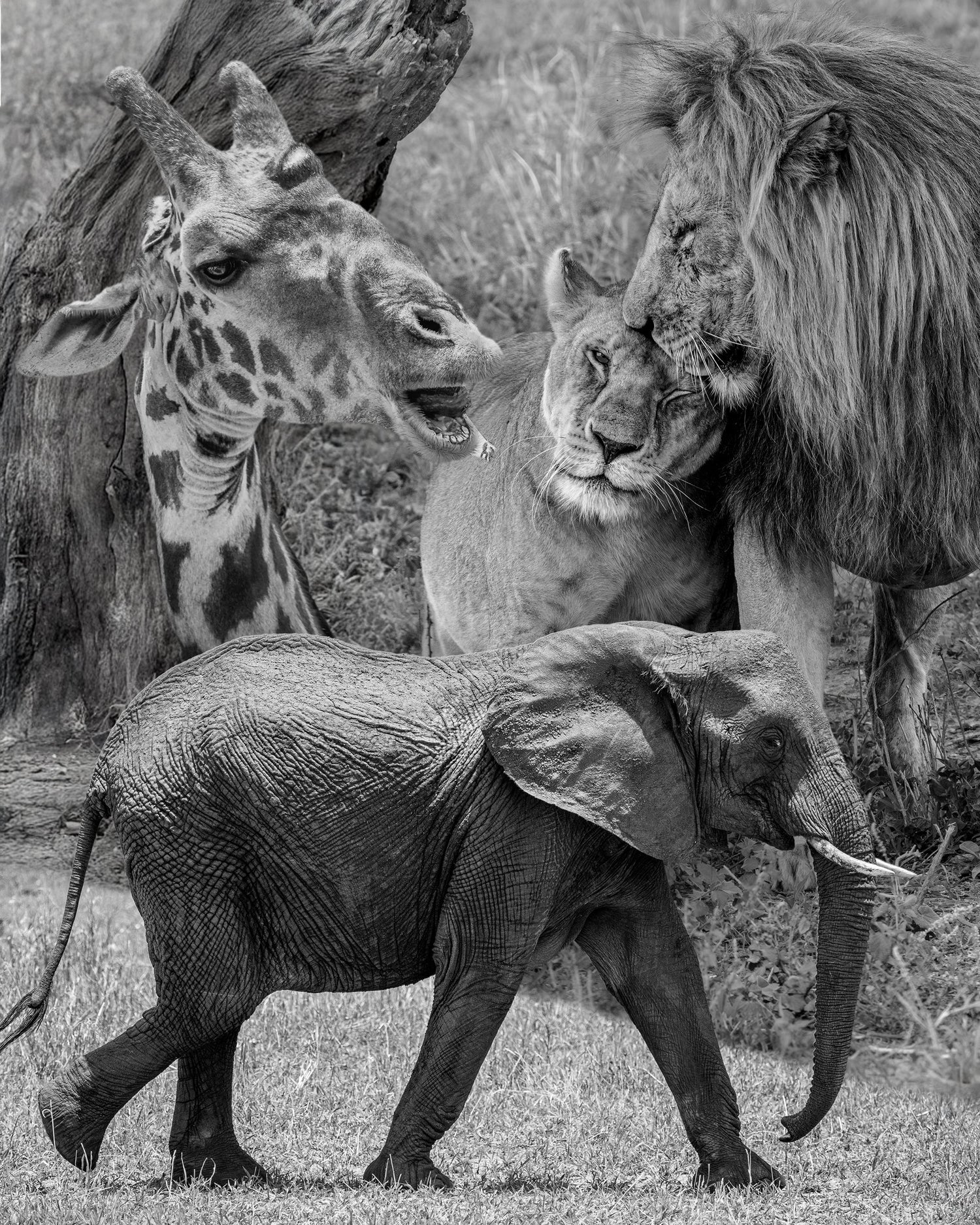 Tanzania