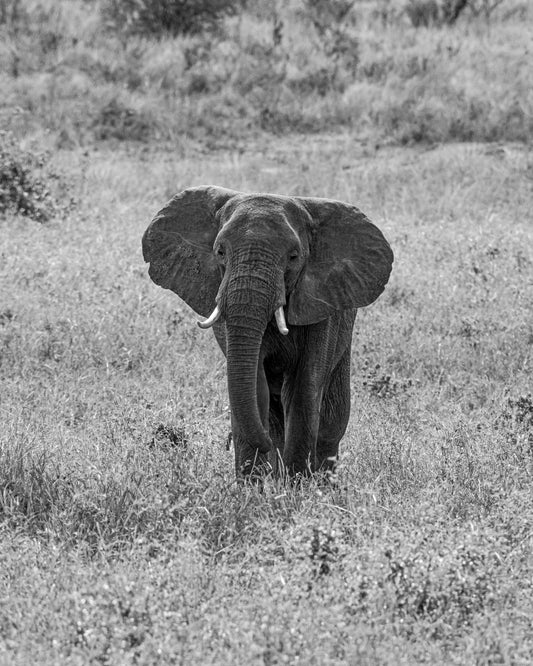 Elefant in Focus