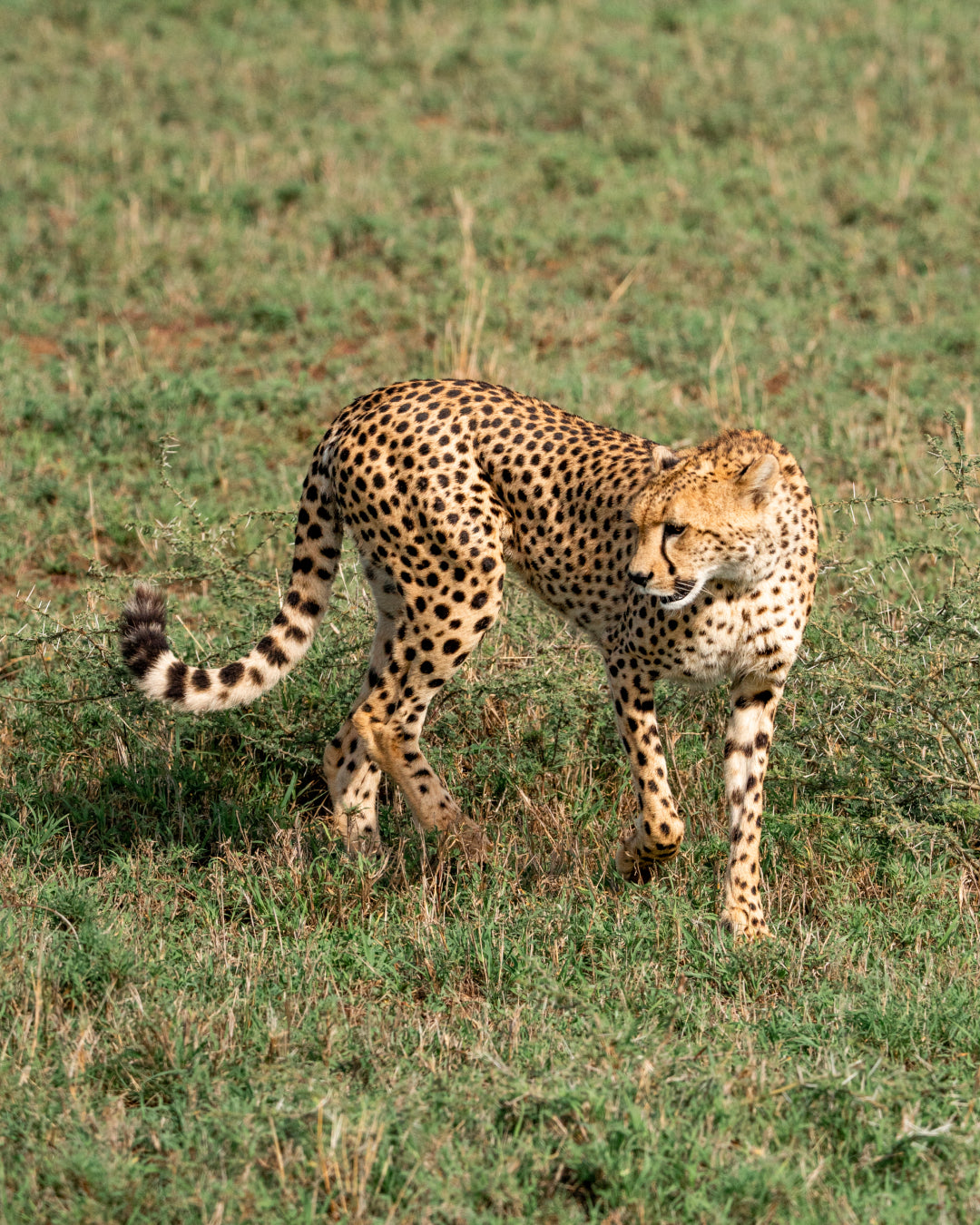 Cheetah Strikes a Pose