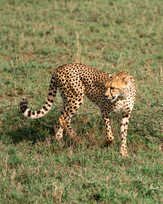 Cheetah Strikes a Pose