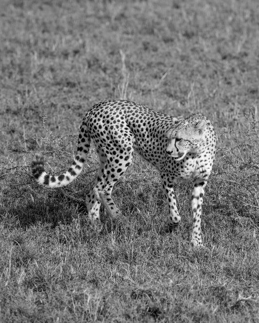 Cheetah Strikes a Pose