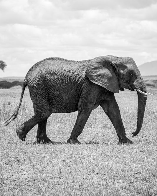 Elefant on a Walk