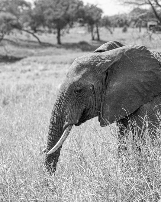Elefant in Profile