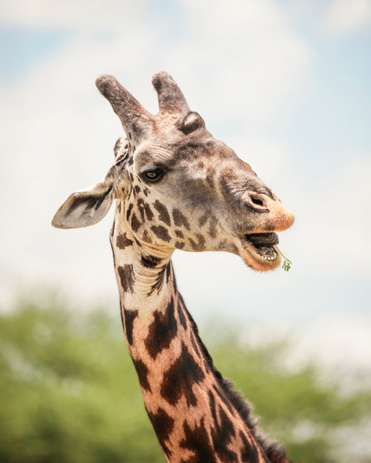 Snacking Giraff