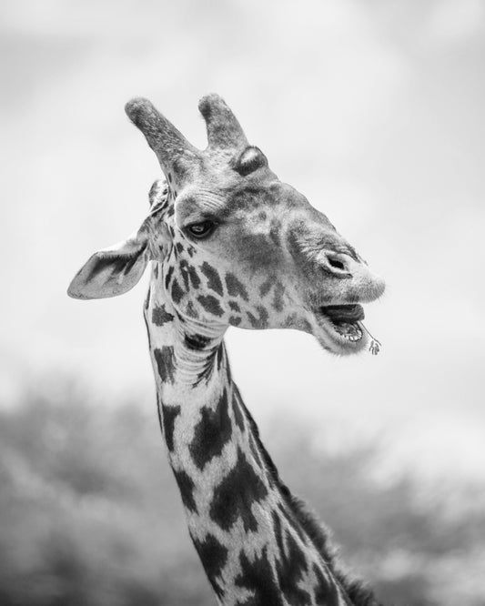 Snacking Giraff