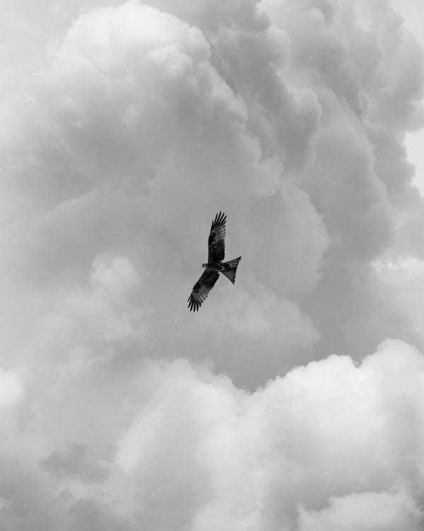 Eagle in the Sky