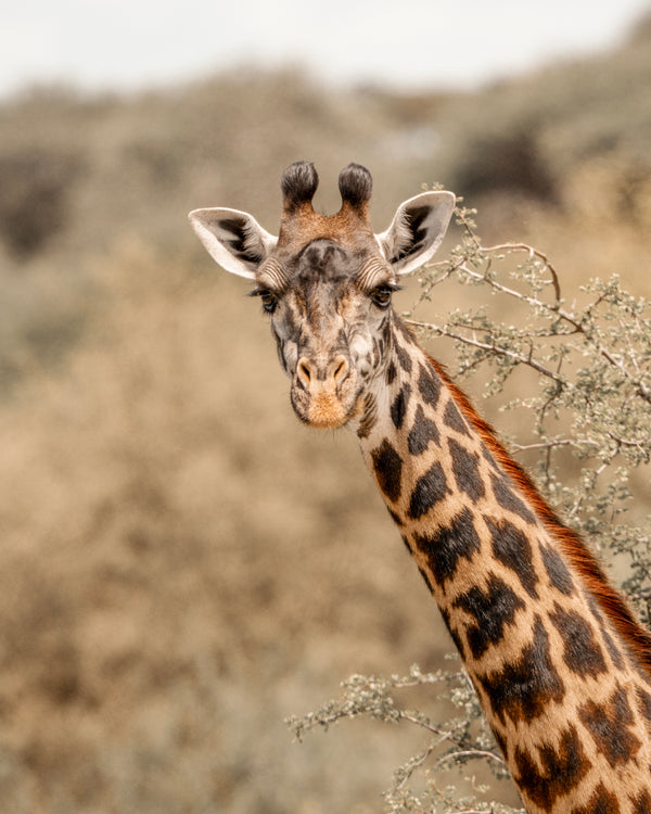 Staring Giraff