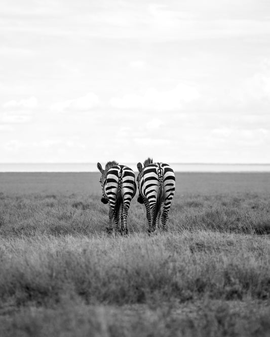Zebra Butts