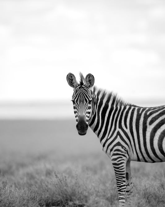 Zebra in Focus