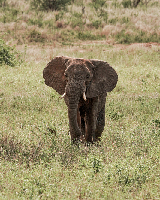 Elefant in Focus