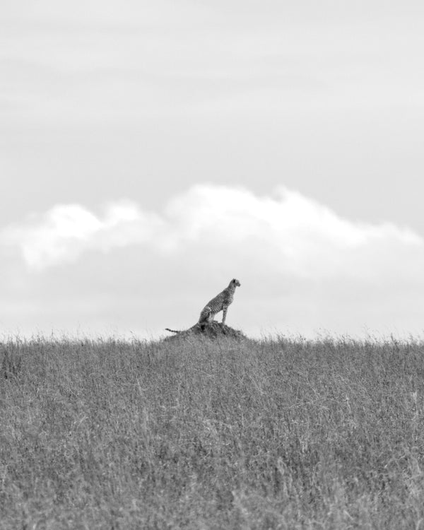 Cheetah on a Rock