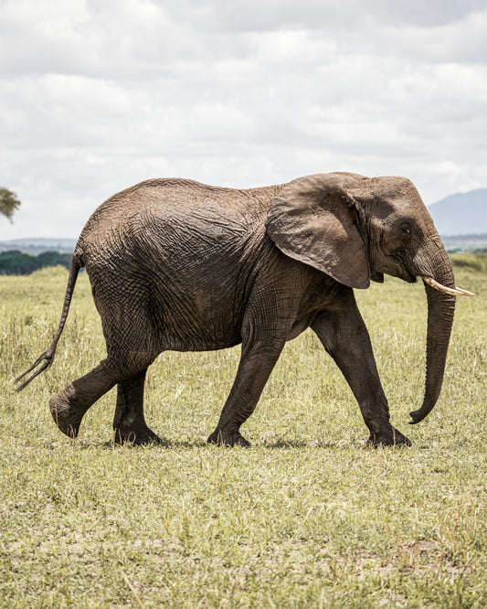 Elefant on a Walk