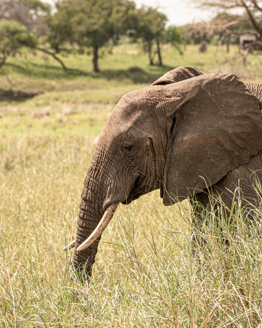Elefant in Profile