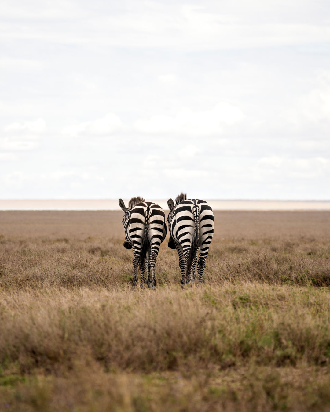 Zebra Butts
