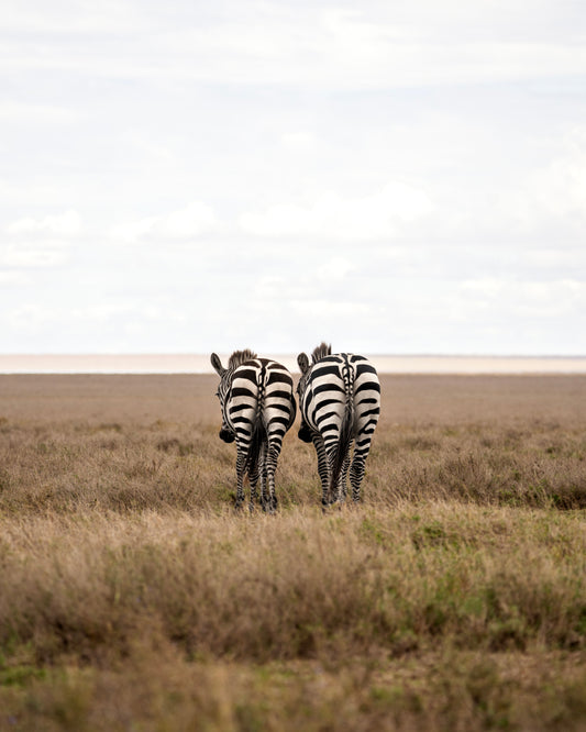 Zebra Butts