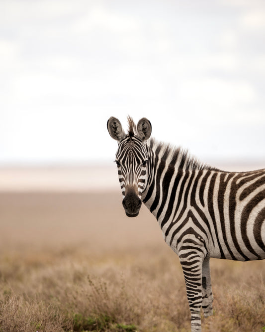 Zebra in Focus