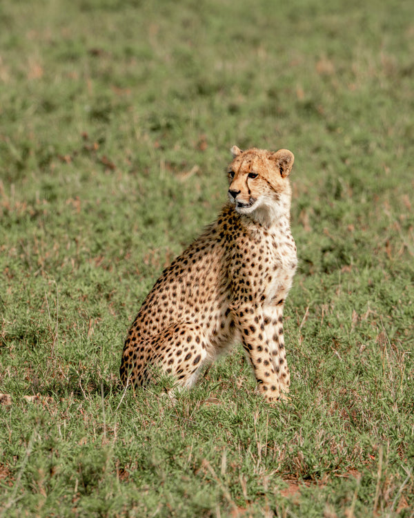 Patient Cheetah