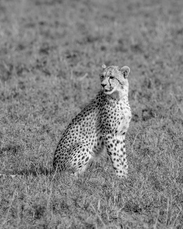 Patient Cheetah