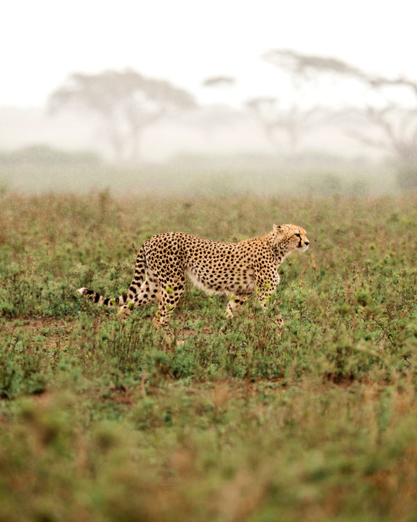 Cheetah on a Walk