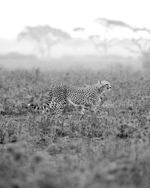 Cheetah on a Walk