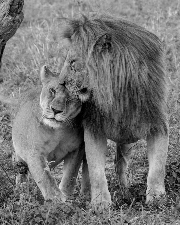 Lions in Love