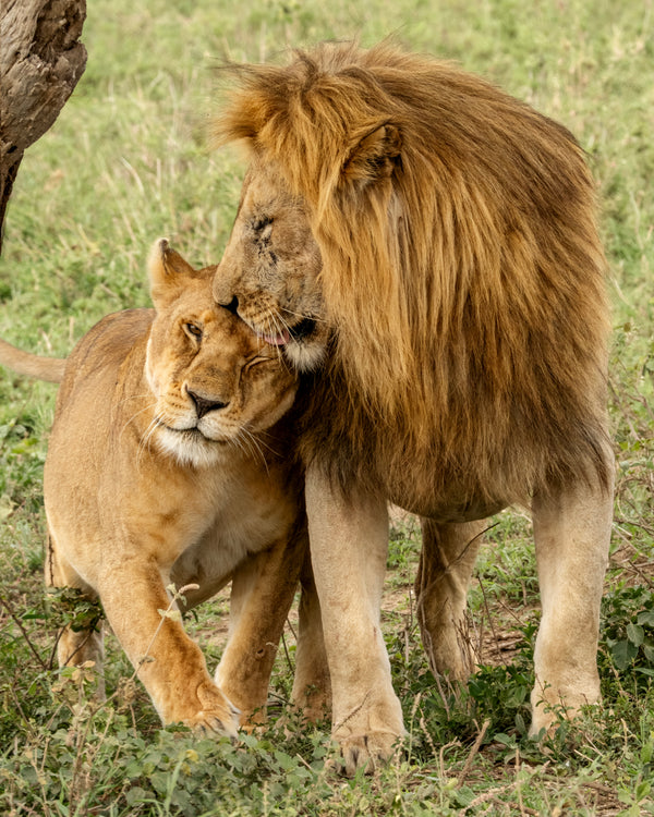 Lions in Love