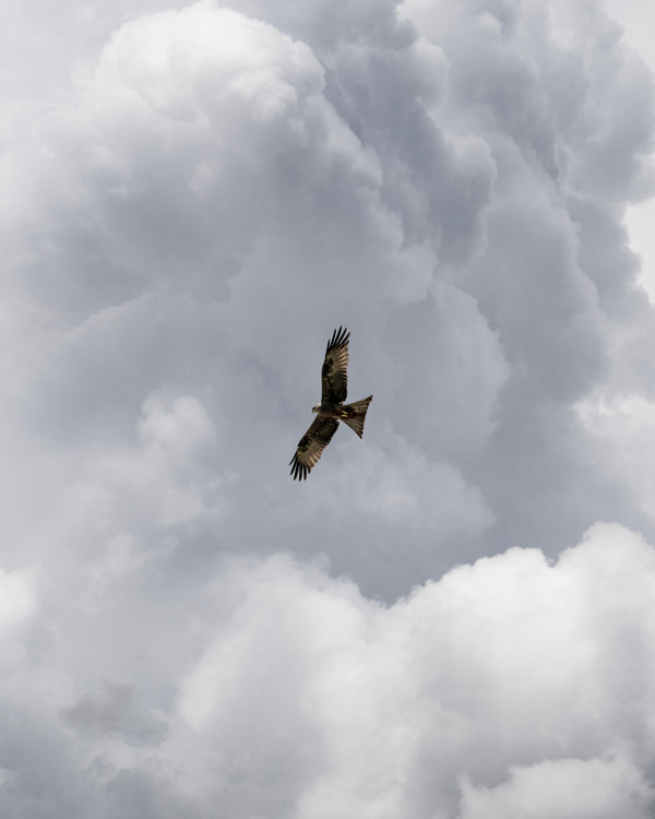 Eagle in the Sky