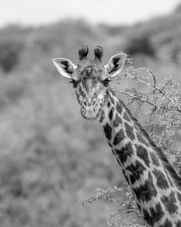 Staring Giraff