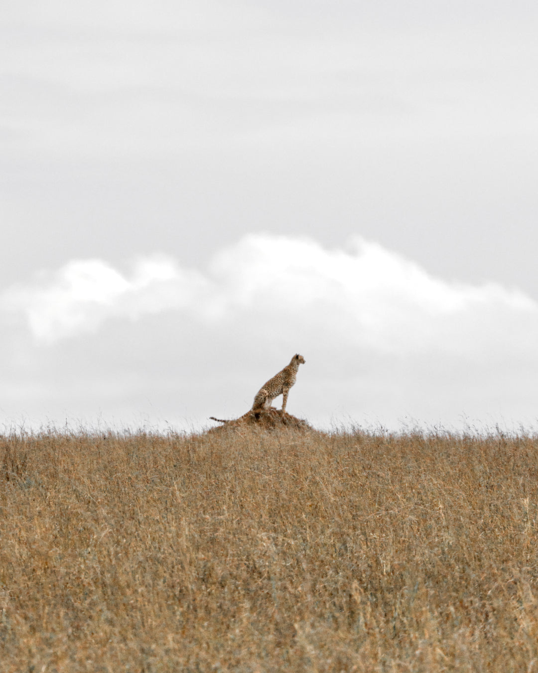 Cheetah on a Rock