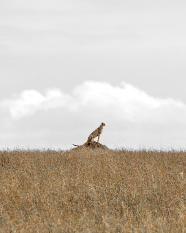 Cheetah on a Rock